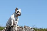 BOULEDOGUE FRANCAIS 111